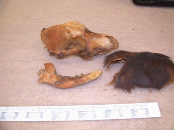 Media type: image;   Mammalogy 47444